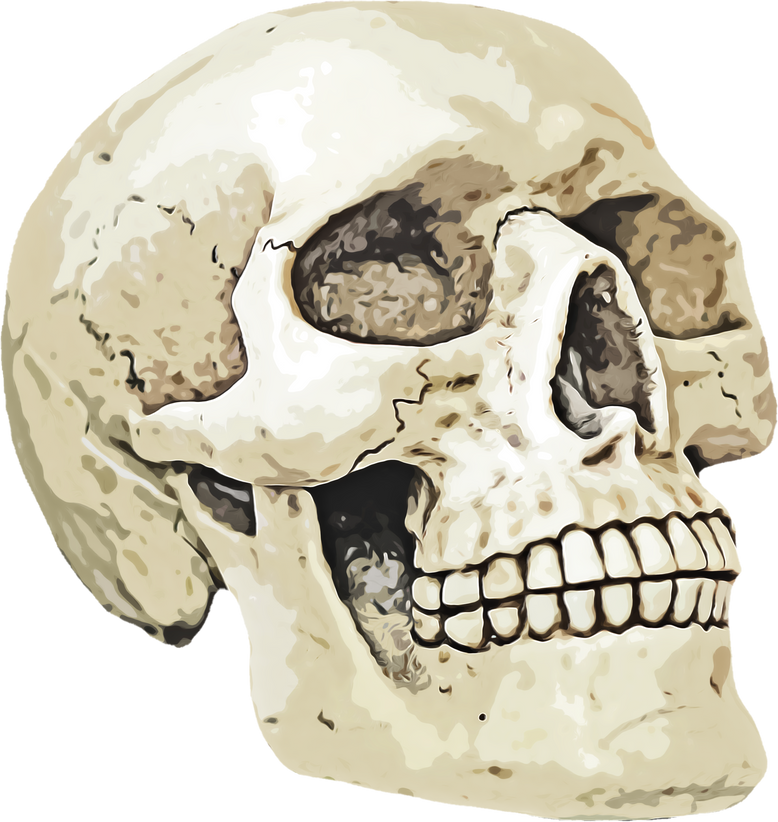 Illustration of a Skull